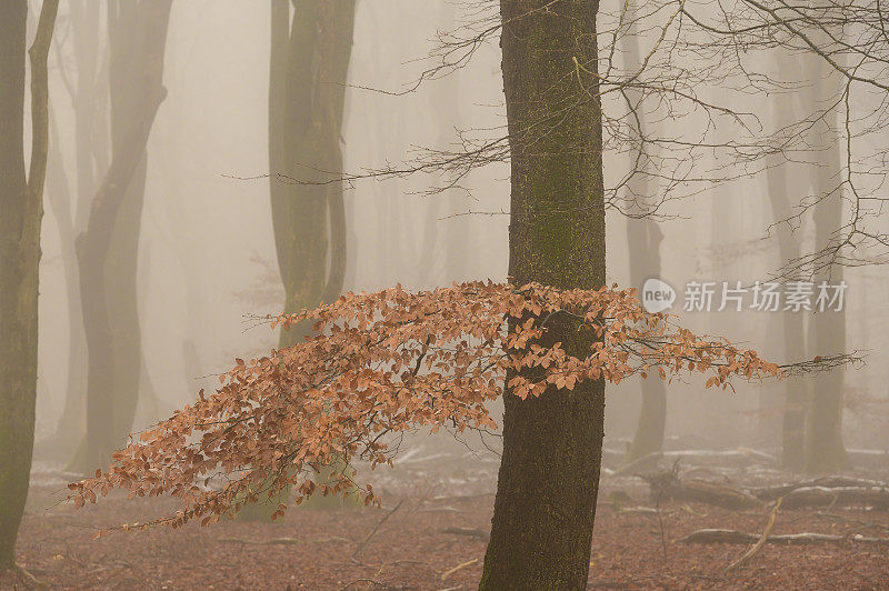 雾蒙蒙的森林，在雾蒙蒙的冬日，山毛榉树周围飘着小雪