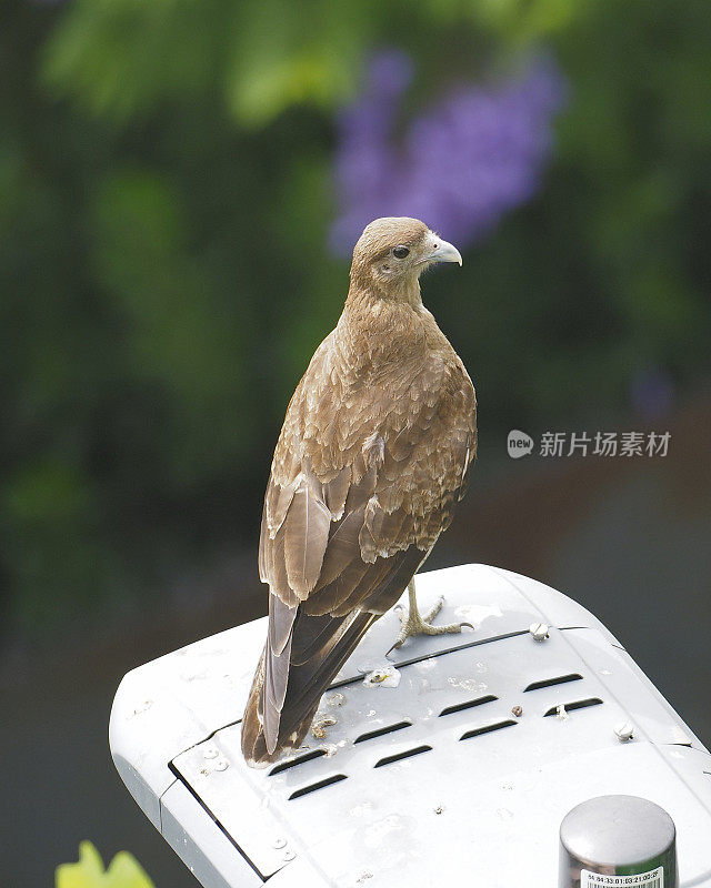 一只奇马戈卡拉卡拉在郊区的一根灯柱上休息