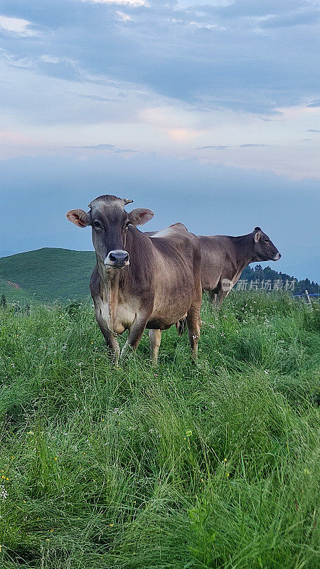 两头牛在草地上吃草