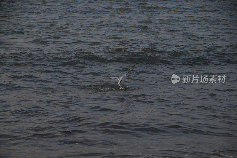 海鸥在波涛的怒吼中低飞