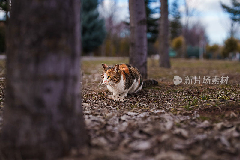 猫坐在外面。