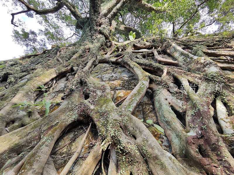 榕树在香港扎根