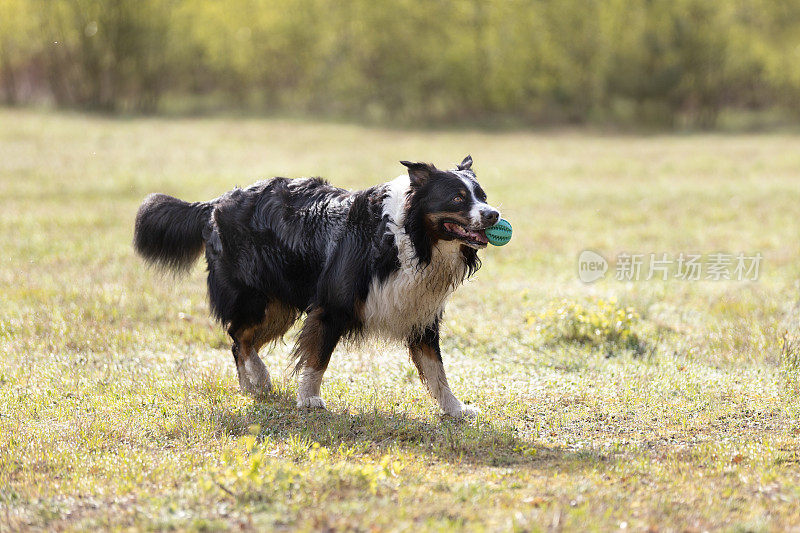 阳光明媚的日子里，一只澳大利亚牧羊犬在草地上玩球