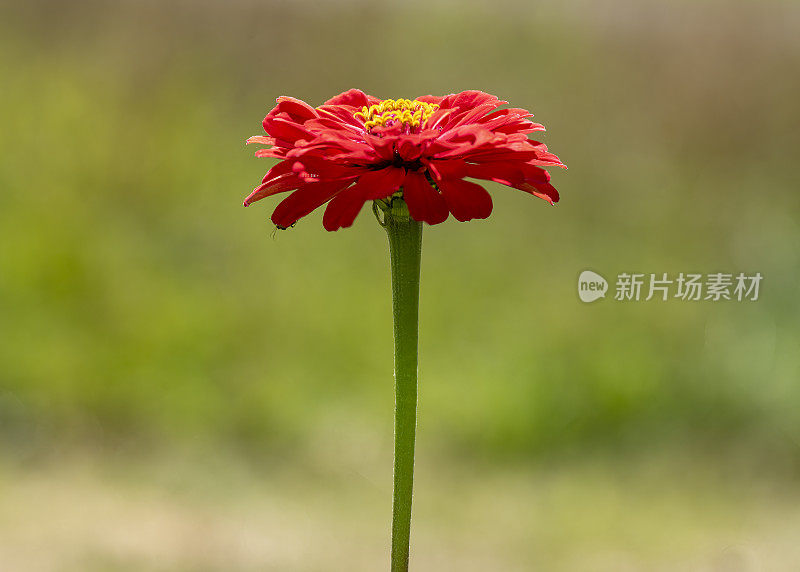 在剑桥郡亨廷顿的斯图克利草地自然保护区，一朵红色花朵和黄色小花的百日草的特写