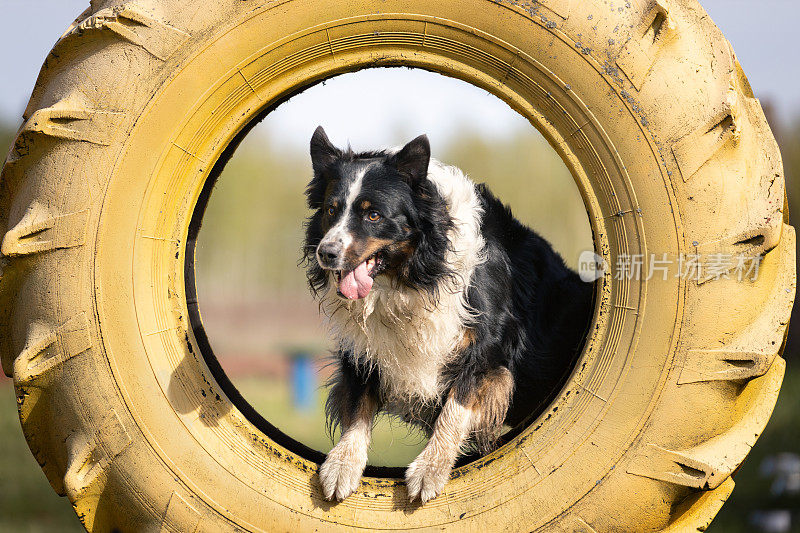 澳大利亚牧羊犬跳过拖拉机轮胎