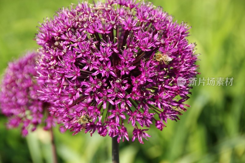 紫色葱花与蜜蜂