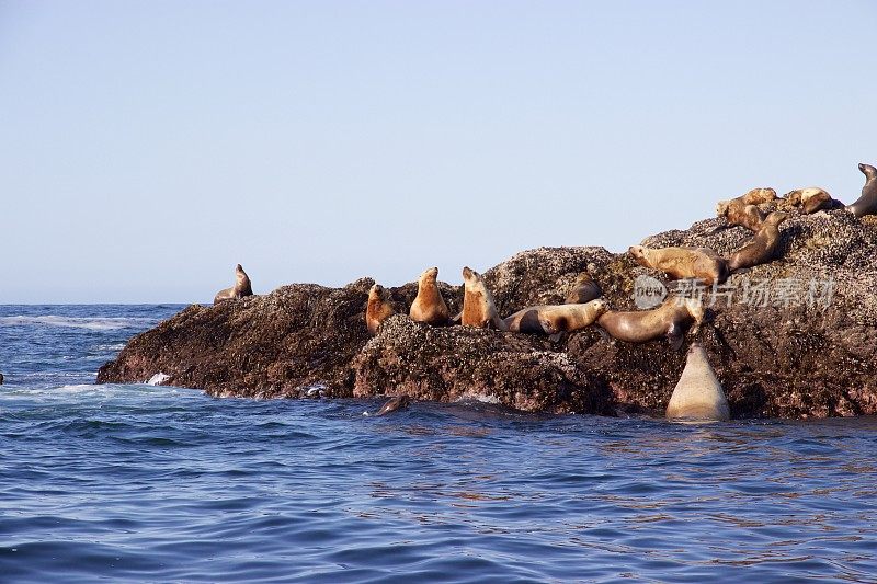 加拿大温哥华岛托菲诺附近的石岛上的海狮