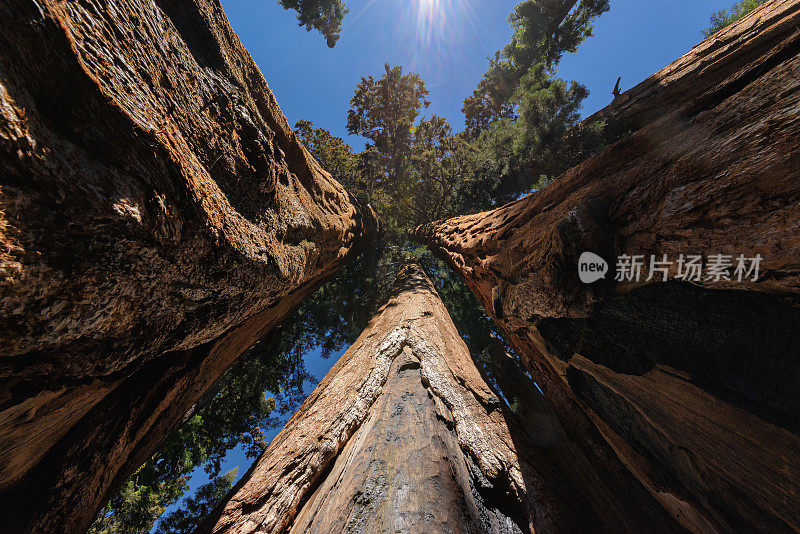 大红杉在美丽的红杉国家公园