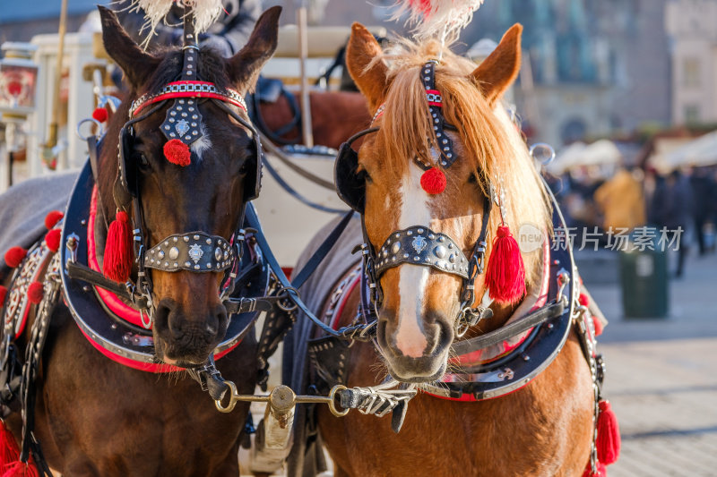 两匹装饰好的马组成的队伍，供游客骑乘