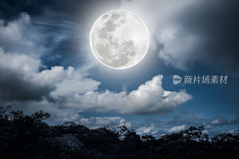 树木的剪影和夜空中美丽的满月