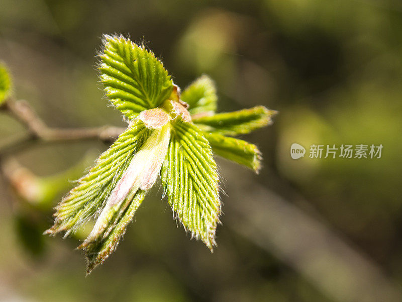 春季健康，宏观细节