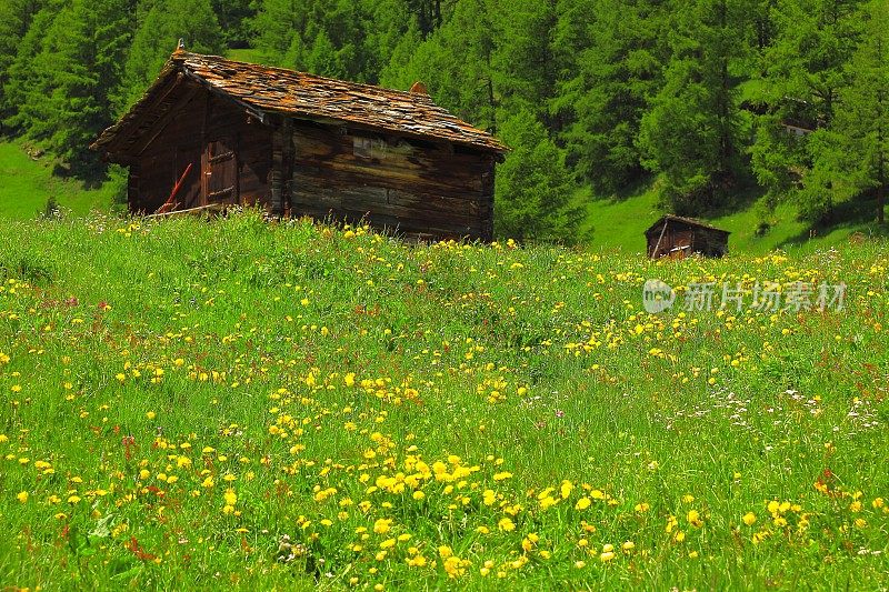 木制的高山木屋田野草甸山，夏蒙尼