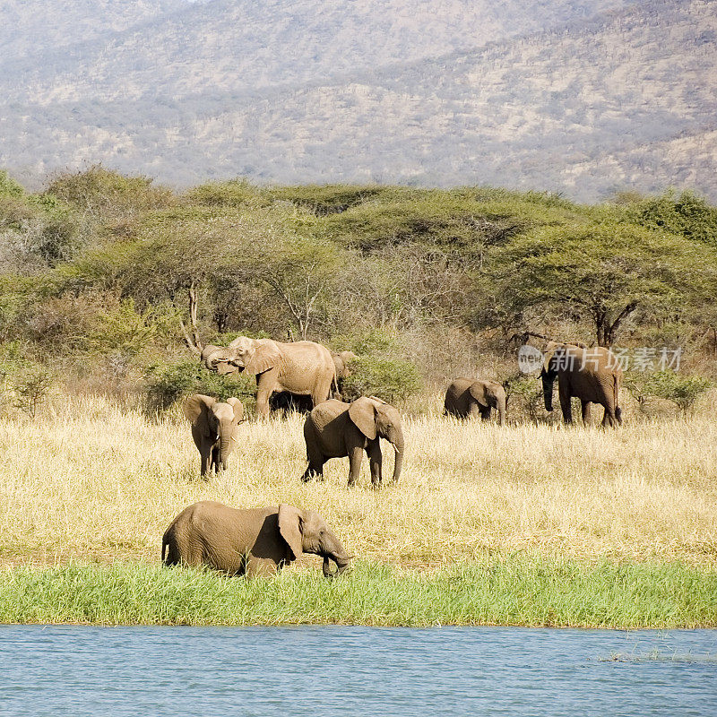 一群非洲象(非洲象)在吃