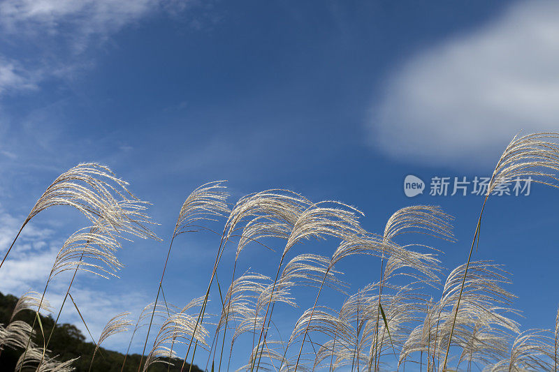 风的天空