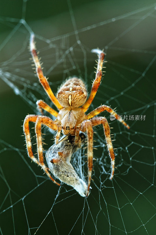 饥饿的花园蜘蛛