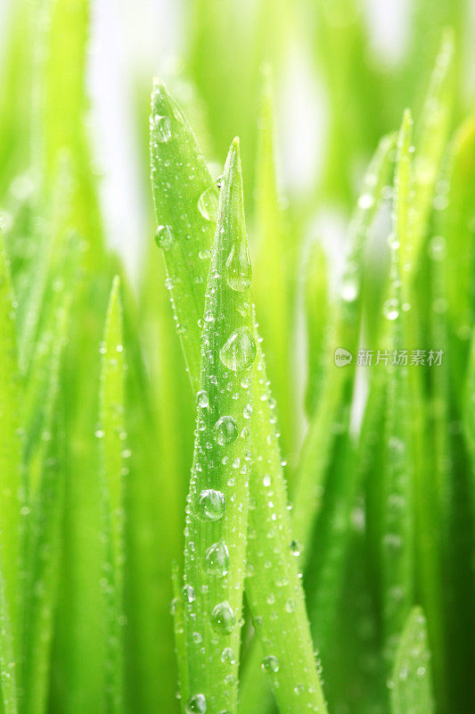 绿草带着雨滴