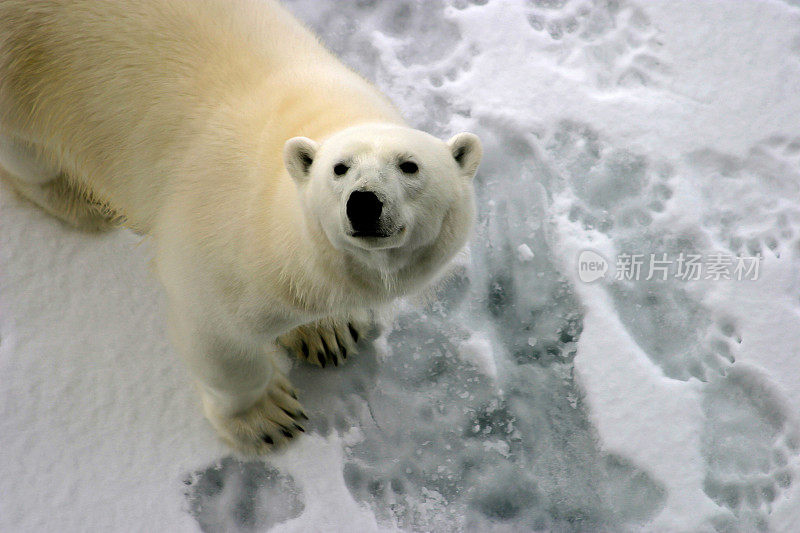 北极熊在一块小浮冰上