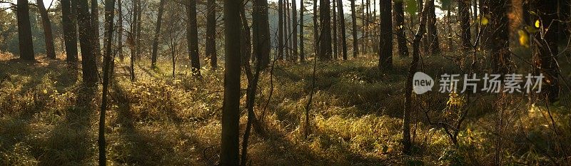 秋天的森林-全景