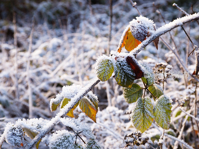 冬天的风景里，白雪覆盖着五颜六色的树叶