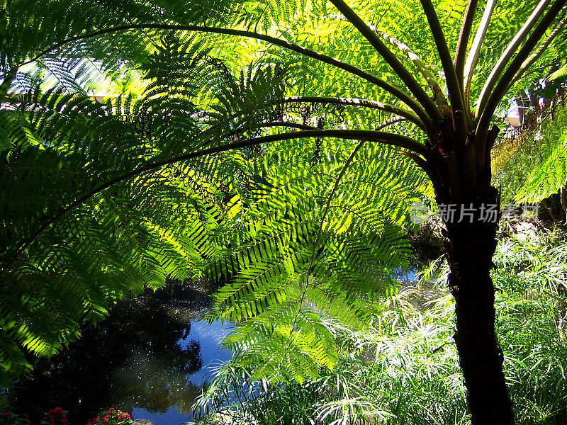 蕨棕榈树和丛林植物