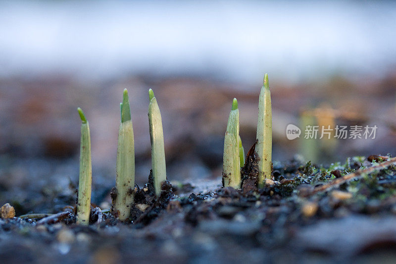 春季植物首先生长新芽