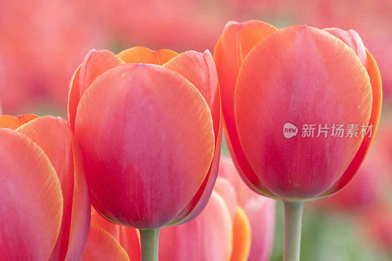 郁金香田――特写