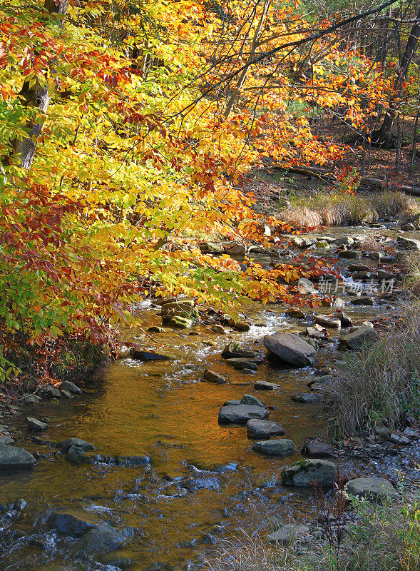 蜿蜒穿过秋天森林的小溪流