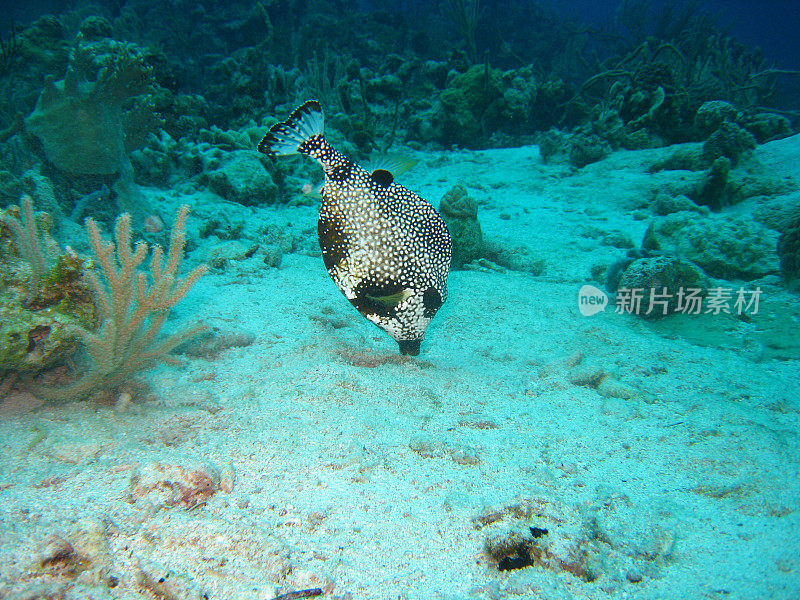 在加勒比海吃的树干鱼