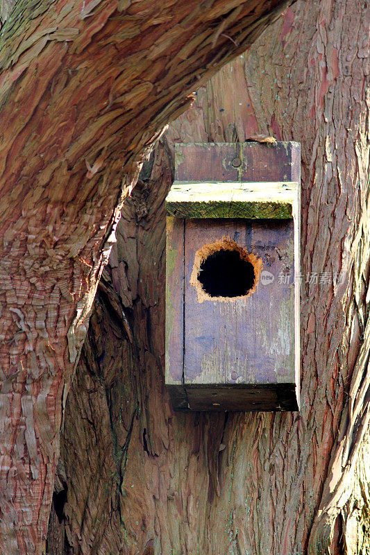 巢箱挂在树上，啄木鸟把洞放大了