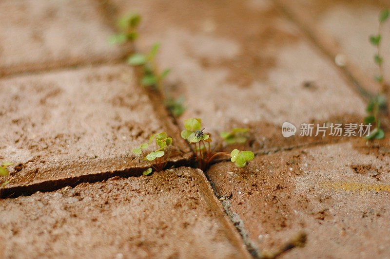 在砖铺之间的一片叶子上飞翔。