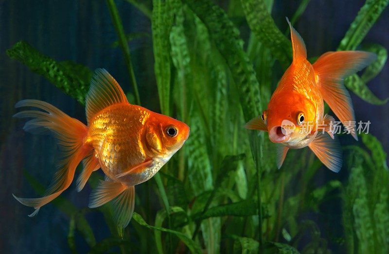 金鱼，水族，一种以鱼为背景的水生植物