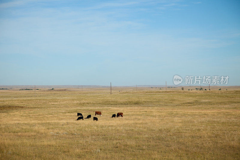 在南达科他草原上放牧的牛