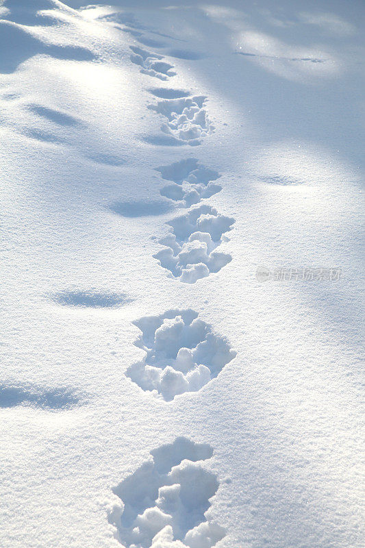 兔子在新雪中留下的足迹。