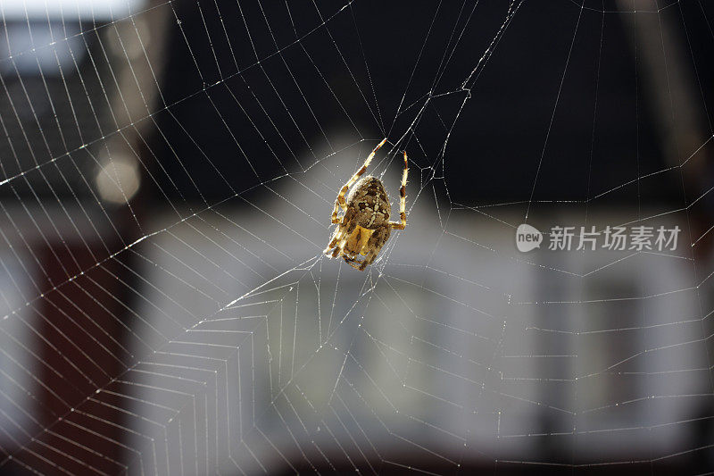 花园蜘蛛或十字蜘蛛在她的网