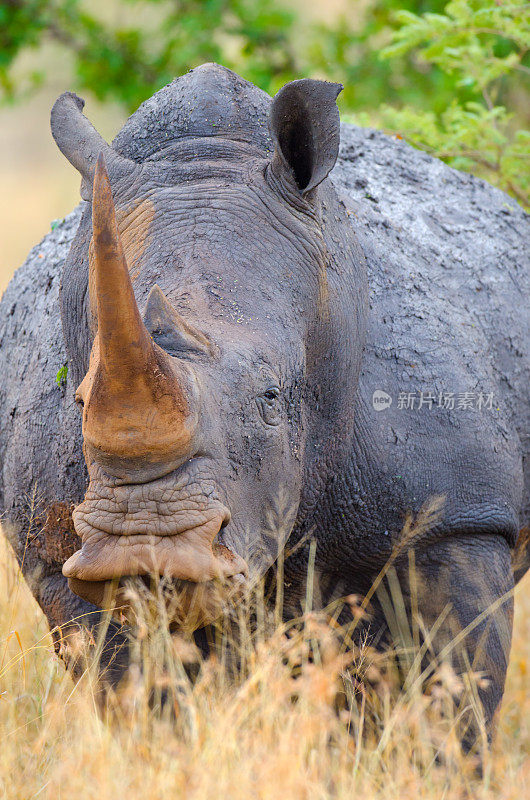 白犀牛――南非