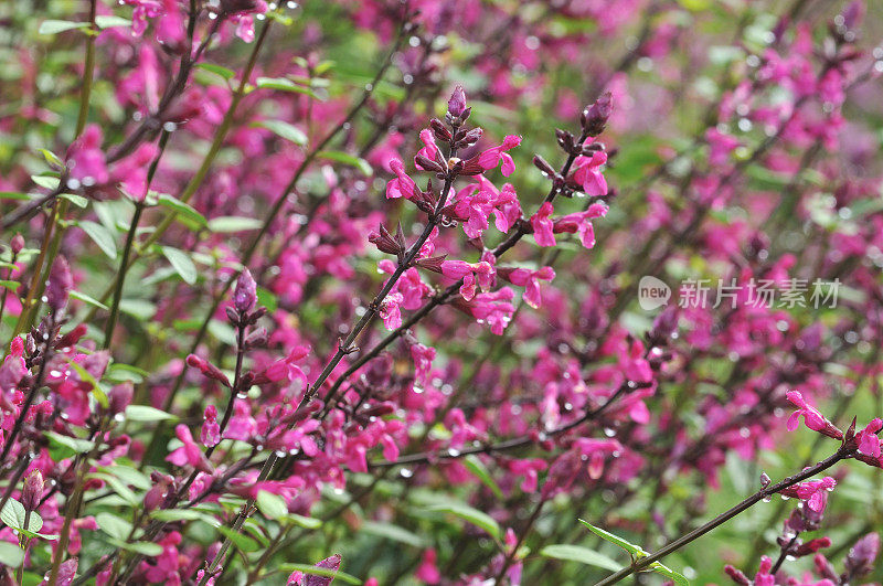 玫瑰花瓣圣人