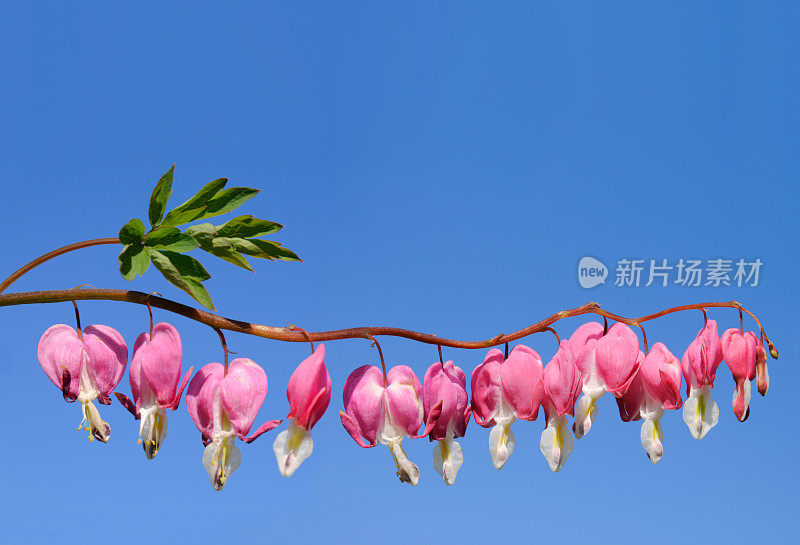 粉红色流血的心花卉股票，微距特写，蓝天背景