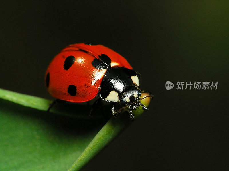 绿叶上的瓢虫-特写