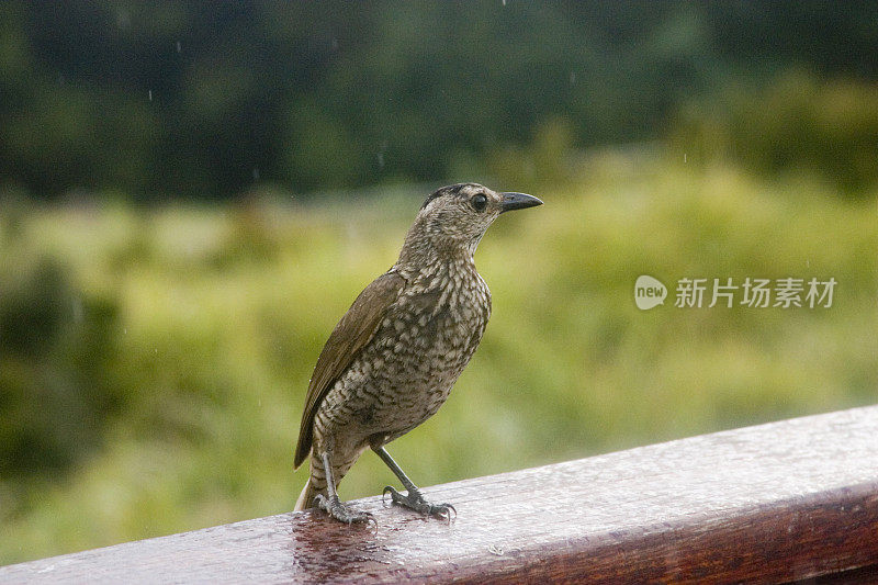 园丁鸟-女摄政王