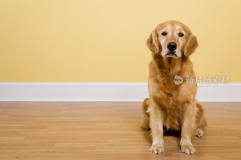 金毛猎犬坐