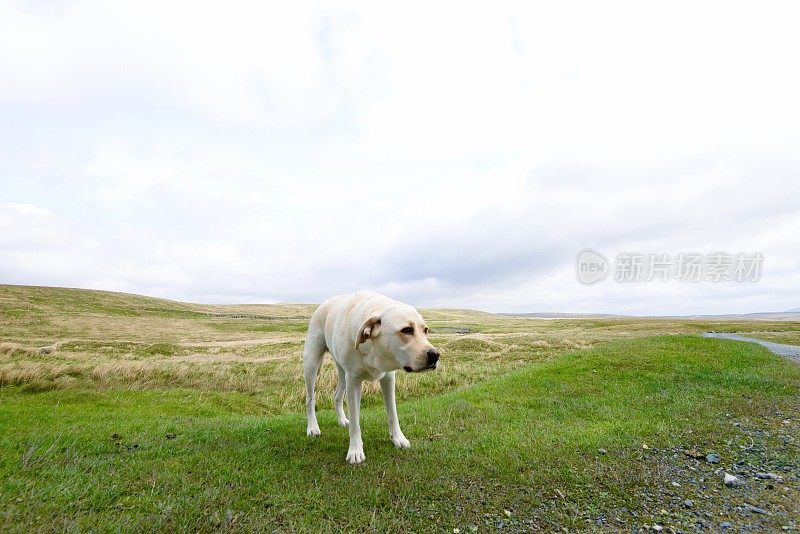 拉布拉多寻回犬