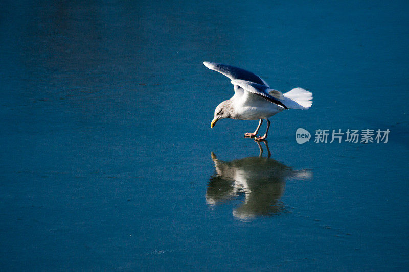 海鸥