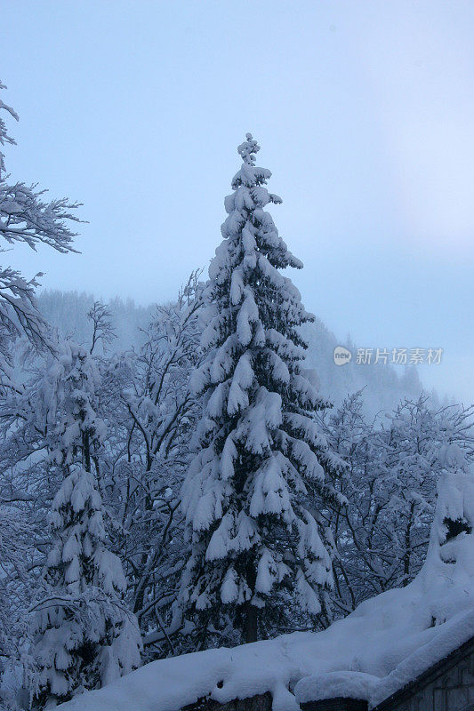 雪覆盖了山上的树木