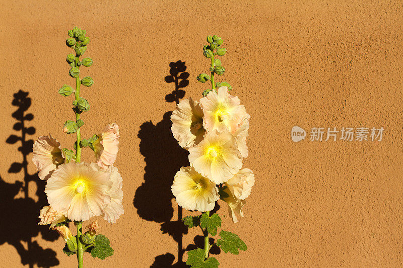 圣达菲风格:明亮的蜀葵，土坯墙，晨光