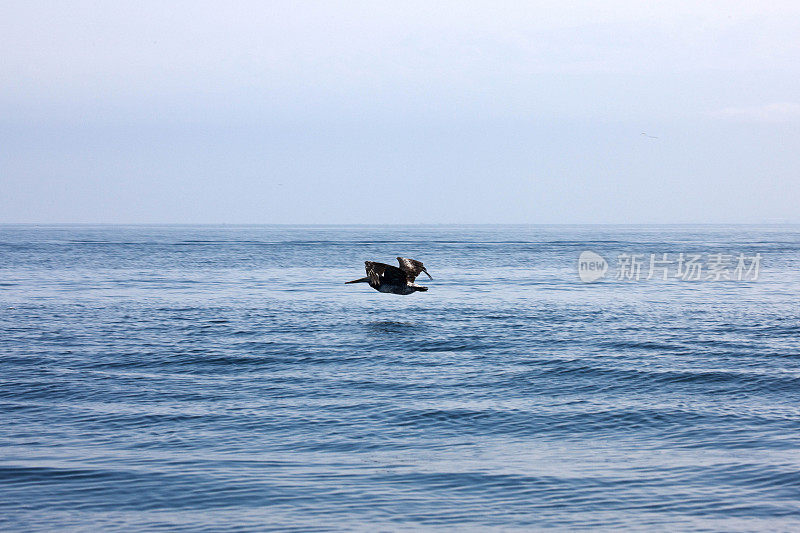 鹈鹕在海浪上低飞