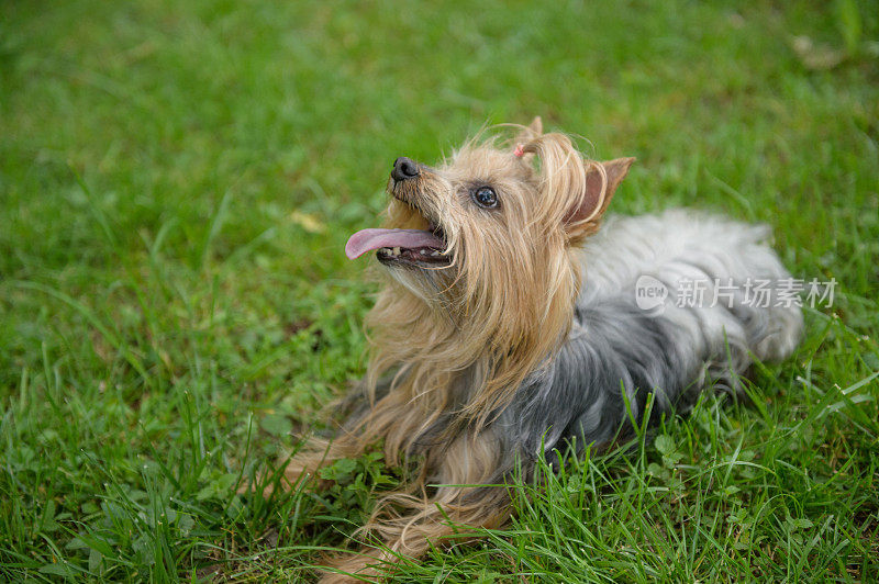 约克郡犬