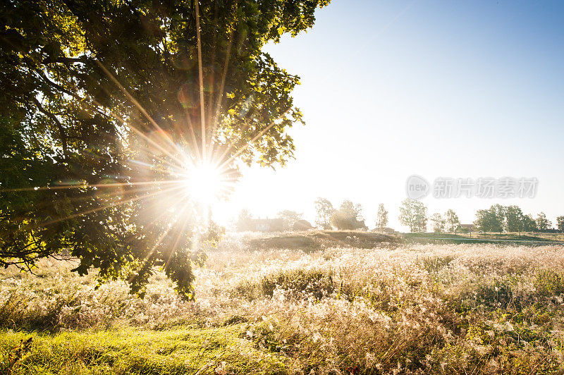 阳光在树叶之间