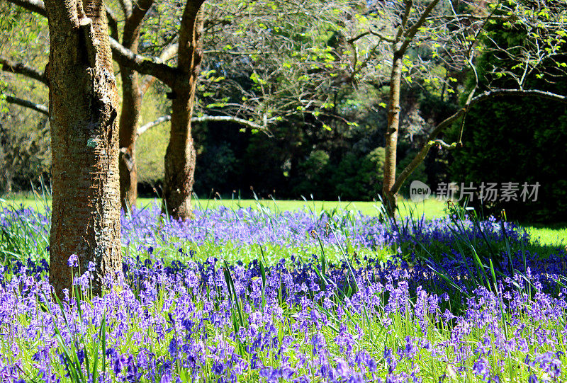 蓝铃草生长在林地的地面上，树下，紫色的花朵