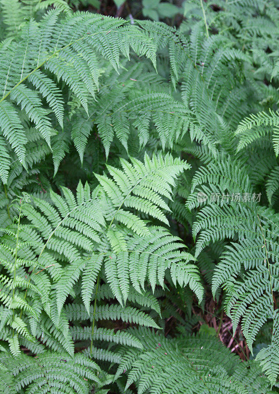 蕨菜蕨类植物