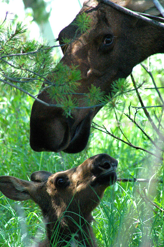 母驼鹿和幼鹿